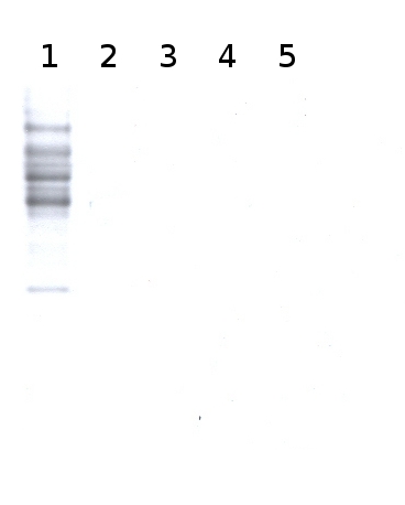 western blot using anti-xylose antibodies